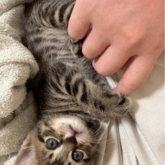 保護猫の里親様になってください。 - 徳島市