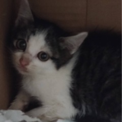 推定1ヶ月半の仔猫達