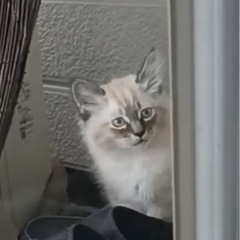 長毛の子猫4匹♡シャム、茶トラ、黒、白黒