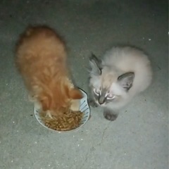 長毛の子猫4匹♡シャム、茶トラ、黒、白黒