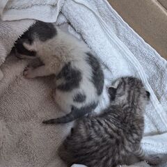 【緊急】生後間もない猫の赤ちゃん２匹