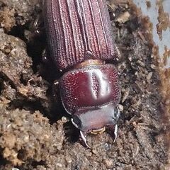 Dorcusミント♂18㎜単品①