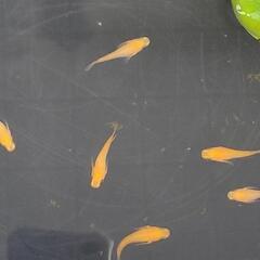 残りわずかの画像