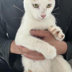 迷い猫🐱預かってます