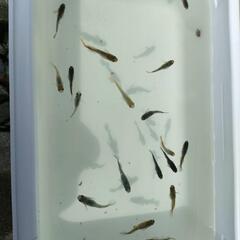 アスリート メダカ 若魚 15匹セット 検索 めだか ネプチューン マリアージュ エメキンの画像