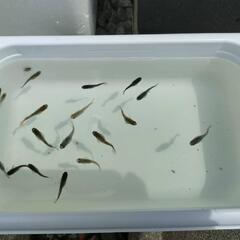 アスリート メダカ 若魚 15匹セット 検索 めだか ネプチューン マリアージュ エメキンの画像