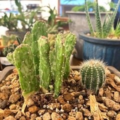 サボテン×２個、鉢付き