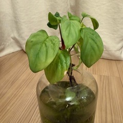 ホマロメナ属 水耕栽培セット 　観葉植物 インテリア