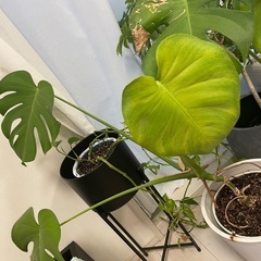 観葉植物　2個