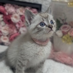 可愛い盛り４子猫❣️4匹共トライアル決まりました！！
