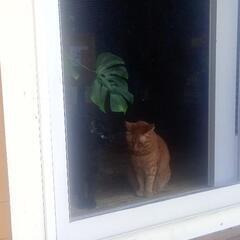 キャットゲージ　の画像