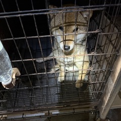 飼育頭数オーバーの為里親募集します