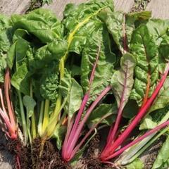 カラフル野菜　スイスチャード