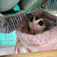 フクロモモンガのオス(昨年2月生まれ)