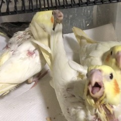 オカメインコ　雛　セール
