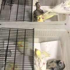 オカメインコ　雛　セール - 大阪市