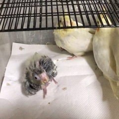オカメインコ　雛　セール - ペット