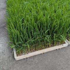 9日まで　はえぬき稲苗　バケツ栽培いかがですか