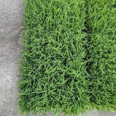 9日まで　はえぬき稲苗　バケツ栽培いかがですかの画像