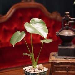 観葉植物　モンステラ　高さ35cm　おしゃれな鉢と受け皿付き