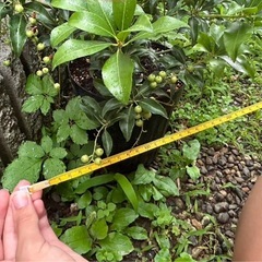アセビ　鉢植えの画像