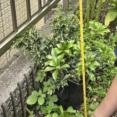 アセビ　鉢植え