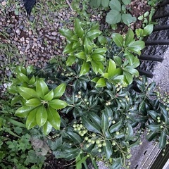 アセビ　鉢植えの画像