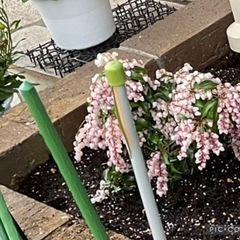 アセビ　鉢植えの画像