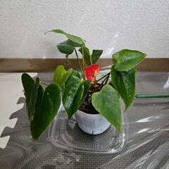 〖観葉植物〗アンスリウム