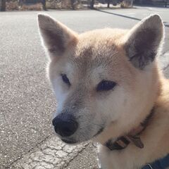 性格はなまる🎀柴犬の花子ちゃん - 里親募集