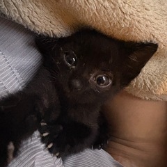 子猫の里親様を募集します