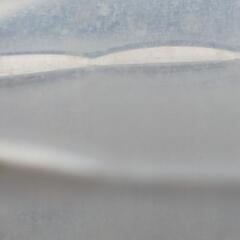 ゾウリムシ　⑦の画像
