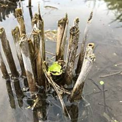 米作りをしよう！【田植えや稲刈りの体験、作り方を勉強したい人たち...