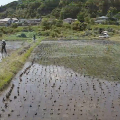 米作りをしよう！【田植えや稲刈りの体験、作り方を勉強したい人たちの集まり】 − 島根県