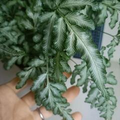 観葉植物 プテリス・エバージェミエンシスの画像