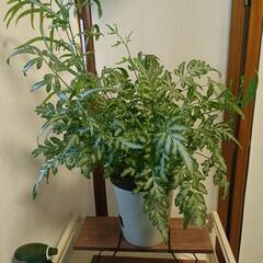 観葉植物 プテリス・エバージェミエンシスの画像