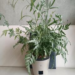 観葉植物 プテリス・エバージェミエンシスの画像