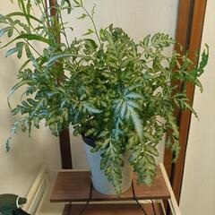 観葉植物 プテリス・エバージェミエンシスの画像