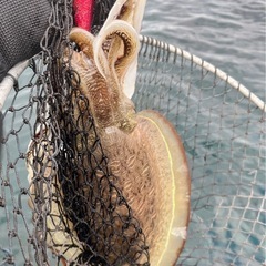 【東京湾・千葉】ミニボート・ゴムボート釣り仲間募集！初心者歓迎🎣カヤック/SUPもOK！ - 友達