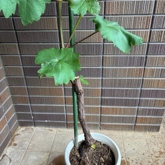 ぶどう　果樹　苗木　ウイルスフリー