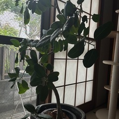 観葉植物　hitohana購入　