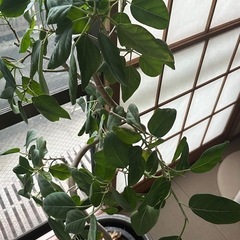 観葉植物　hitohana購入　の画像