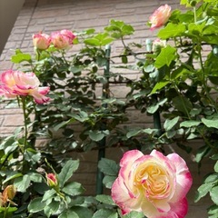薔薇好きさんへ差し上げます！つるバラ 大輪 複色 ダブルデライトの画像