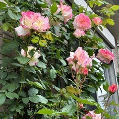 薔薇好きさんへ差し上げます！つるバラ 大輪 複色 ダブルデライトの画像