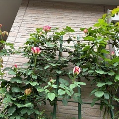 薔薇好きさんへ差し上げます！つるバラ 大輪 複色 ダブルデライトの画像