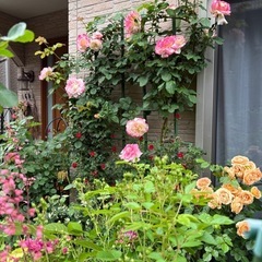 薔薇好きさんへ差し上げます！つるバラ 大輪 複色 ダブルデライトの画像