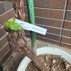ぶどう　果樹　苗木　ウイルスフリー