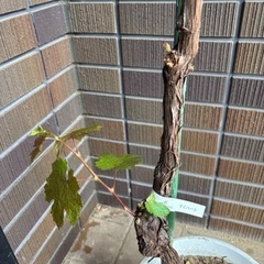 問い合わせ中　ぶどう　果樹　苗木　ウイルスフリーの画像