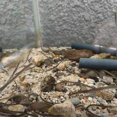 ウナギ   淡水魚   絶滅危惧種    鰻