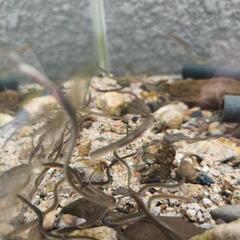ウナギ   淡水魚   絶滅危惧種    鰻の画像